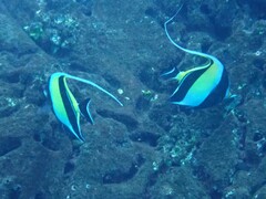 Zanclus cornutus