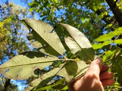 Carya tomentosa