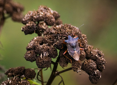 Pentatoma rufipes