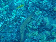 Gymnothorax flavimarginatus