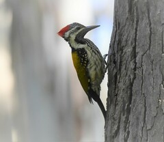 Dinopium benghalense