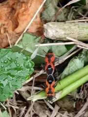 Lygaeus reclivatus