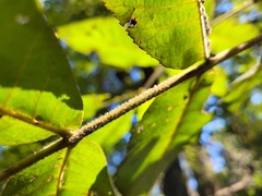 Carya tomentosa