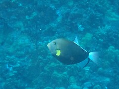 Melichthys vidua