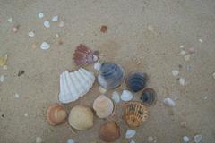 Acanthocardia echinata