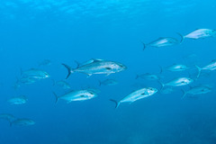 Seriola dumerili