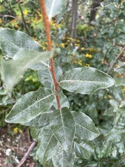 Elaeagnus