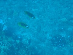 Chaetodon lunula