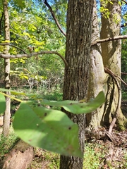 Carya tomentosa