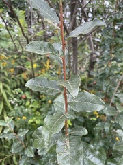 Elaeagnus