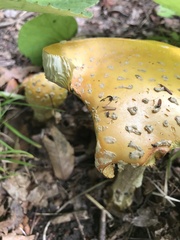 Amanita muscaria guessowii