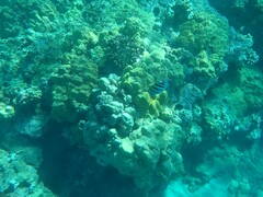 Abudefduf vaigiensis