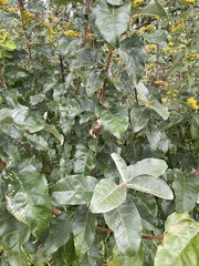 Elaeagnus
