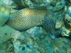 Gymnothorax meleagris