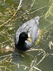Fulica armillata