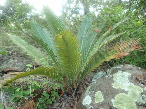 Chestnut Dioon (Dioon edule)