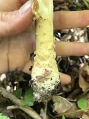Amanita muscaria guessowii