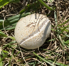 Agaricus campestris