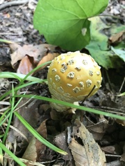 Amanita muscaria guessowii