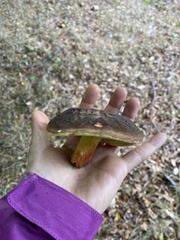 Xerocomellus pruinatus