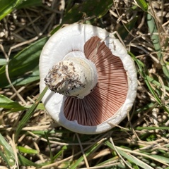 Agaricus campestris