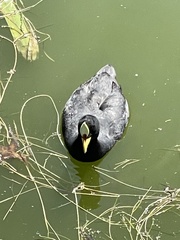 Fulica armillata