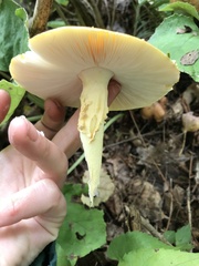 Amanita muscaria guessowii
