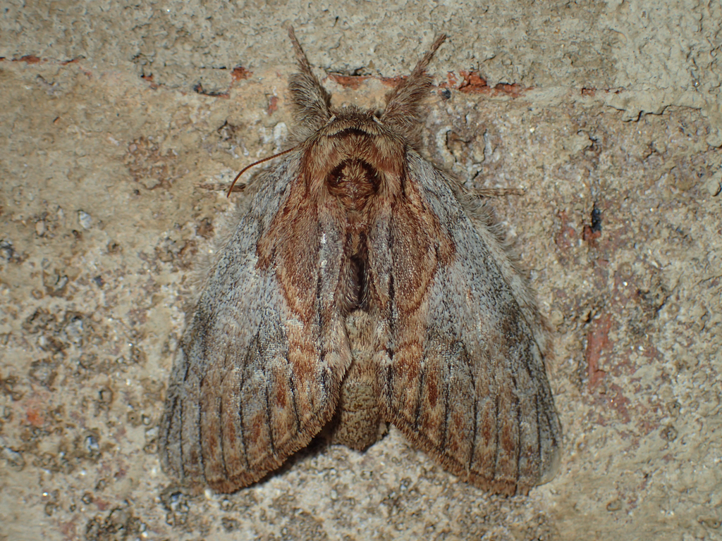 Oval-based Prominent