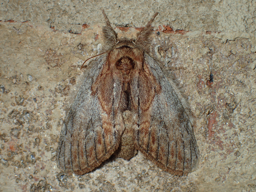 Oval-based Prominent