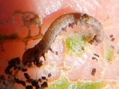 Macrorrhinia endonephele