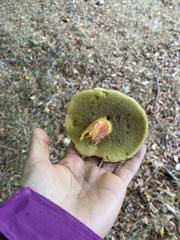 Xerocomellus pruinatus