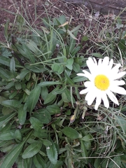 Leucanthemum × superbum
