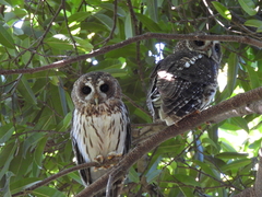 Strix virgata
