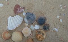 Glycymeris glycymeris