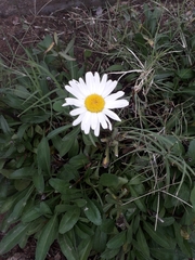 Leucanthemum × superbum