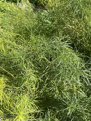Amsonia hubrichtii