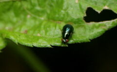 Celyphidae
