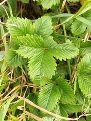 Fragaria viridis