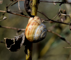 Caucasotachea vindobonensis