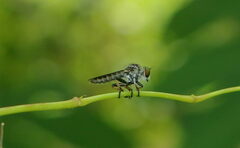 Ommatiini