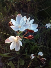 Hesperantha falcata
