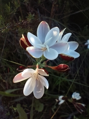 Hesperantha falcata
