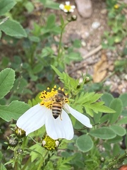 Apis mellifera