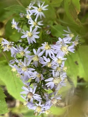 Symphyotrichum cordifolium
