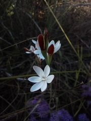 Hesperantha falcata