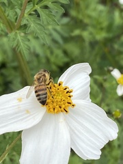 Apis mellifera