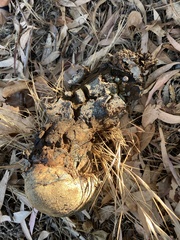 Pisolithus tinctorius