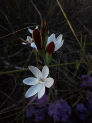 Hesperantha falcata