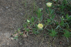 Carpobrotus edulis