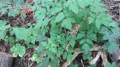 Actaea × ludovicii